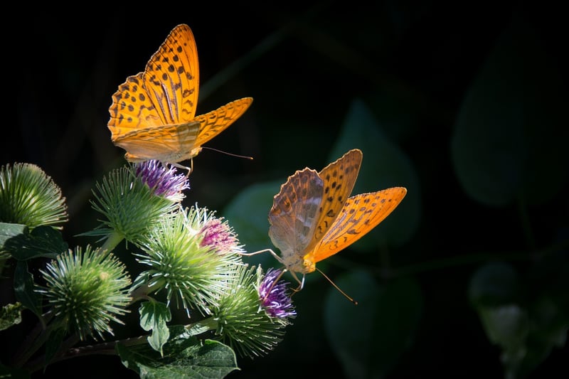 Butterfly Effect Control