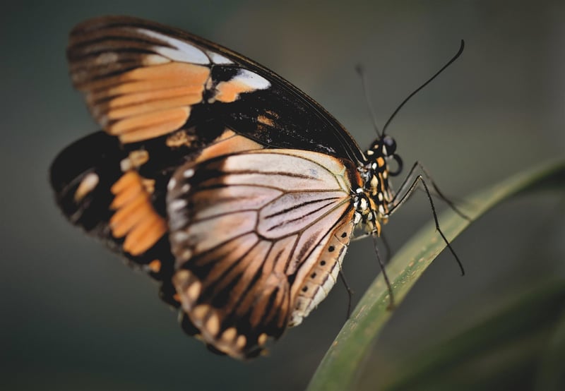 Butterfly Effect Morality